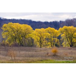 Willows in the Fall