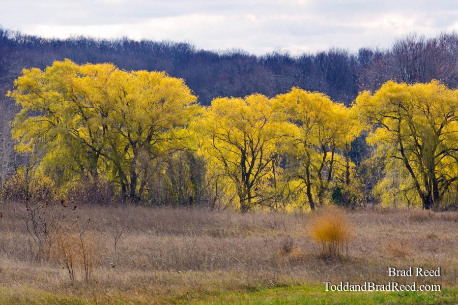 Willows in the Fall