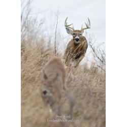 The Rut