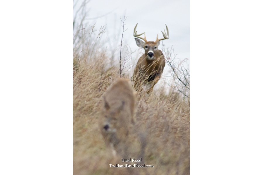 The Rut