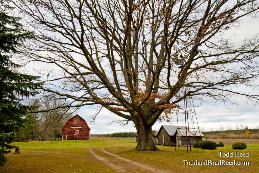 The Old Oak Tree