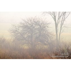 Fog Forms