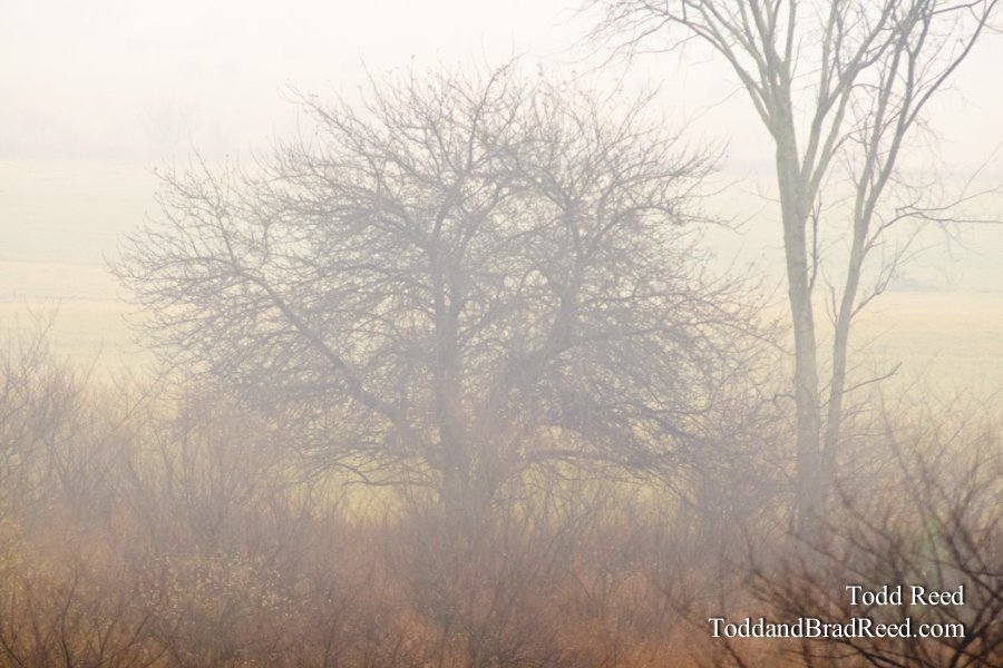 Fog Forms