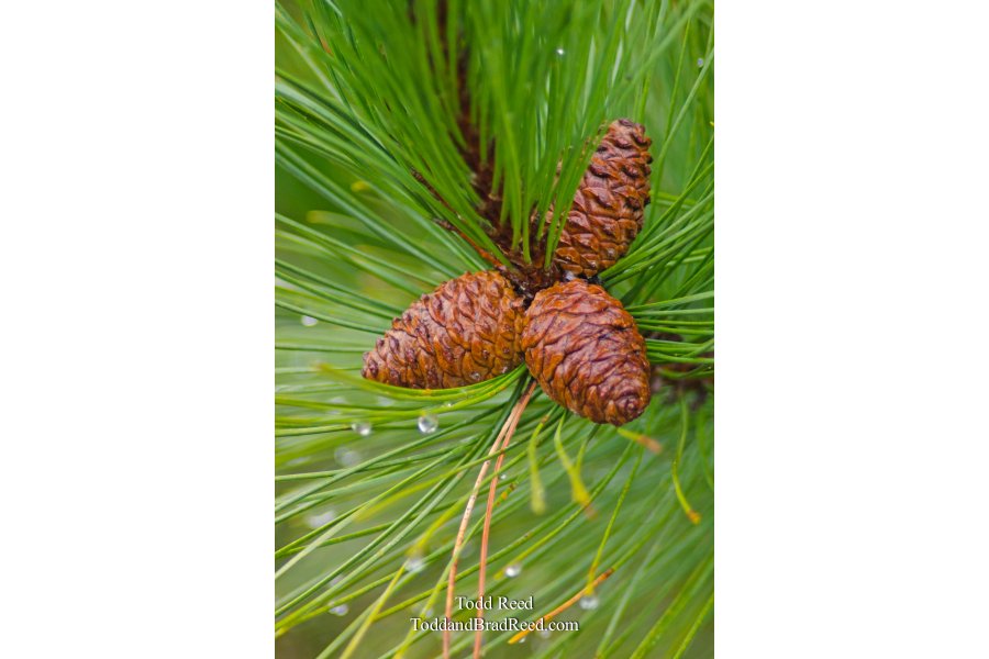 Pine Art