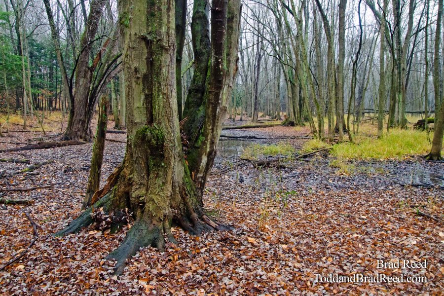 River Wetlands