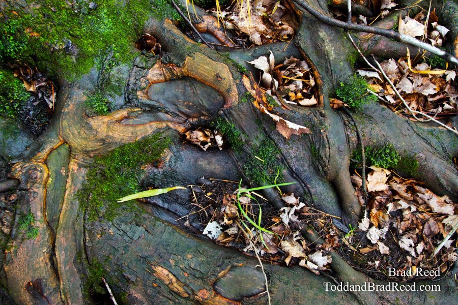 Roots