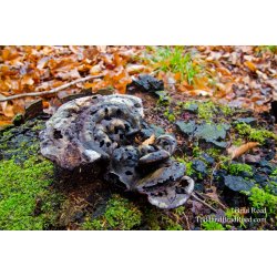 Monkey Fungus