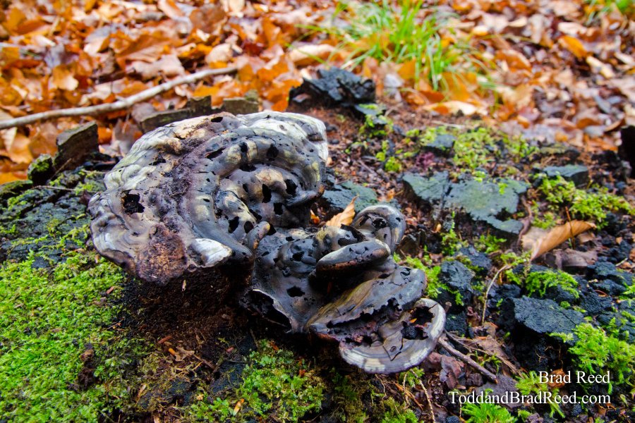 Monkey Fungus