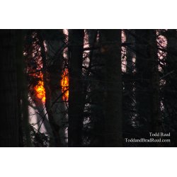 Flaming Forest