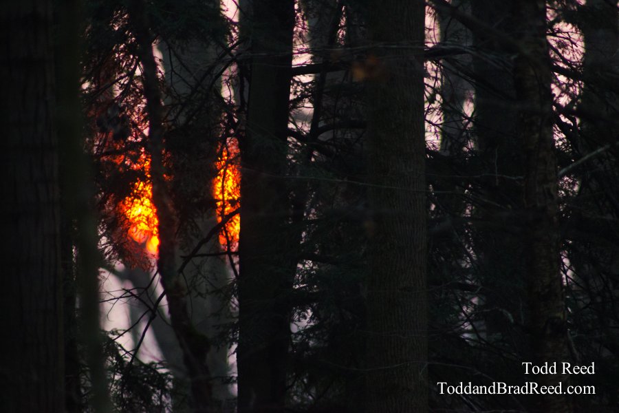 Flaming Forest