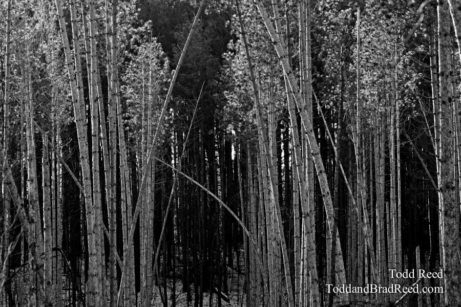 Tree Angles