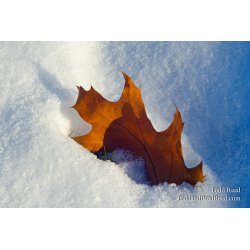 Transition to Winter