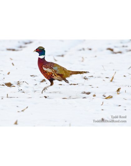 Spectacular Speedster