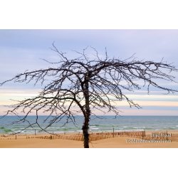 Charles Mears State Park
