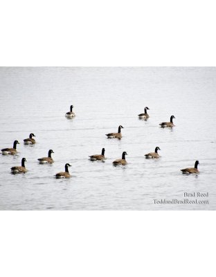 Synchronized Swimming