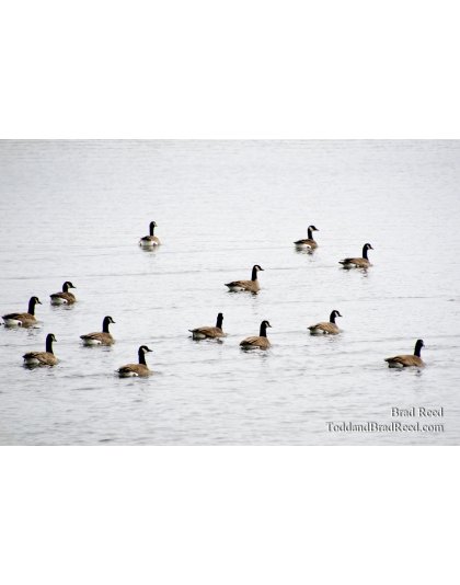 Synchronized Swimming