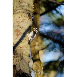 Tree Climber