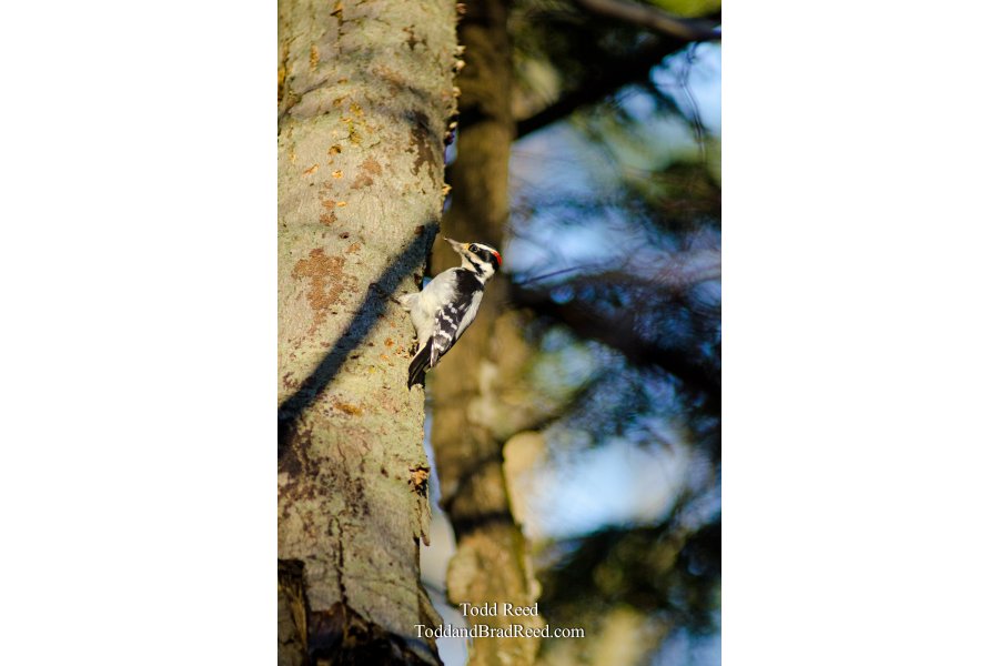 Tree Climber