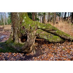 Tree of the Rings