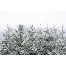 Christmas Is Coming