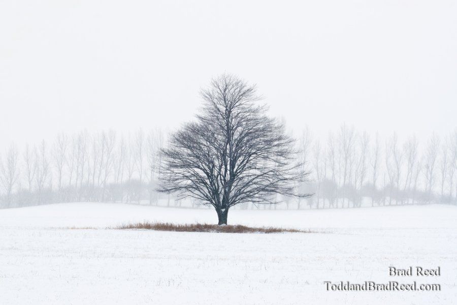 Tree Line