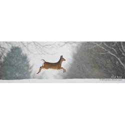 Prancer - Panoramic
