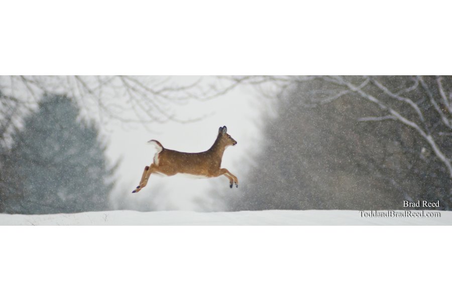 Prancer - Panoramic