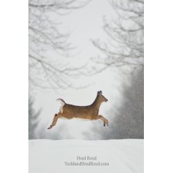 Prancer - vertical crop