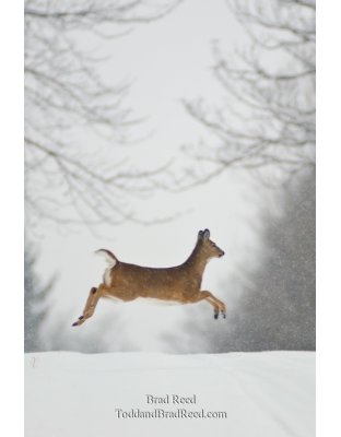 Prancer - vertical crop