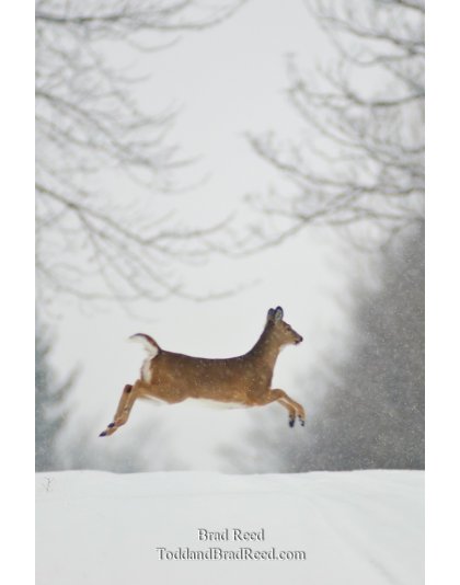 Prancer - vertical crop
