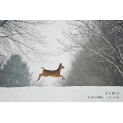 Prancer