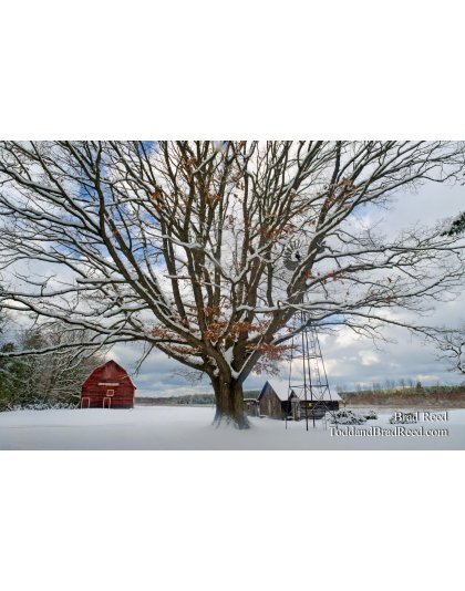 Snowy Oak
