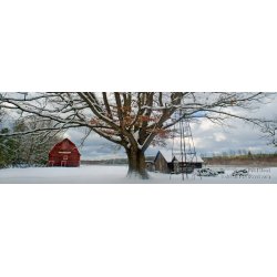Snowy Oak - Panoramic