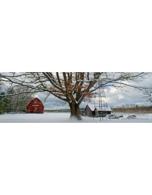 Snowy Oak - Panoramic