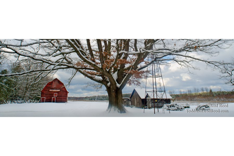 Snowy Oak - Panoramic