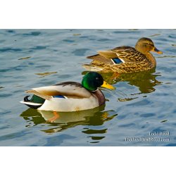Western Mallards
