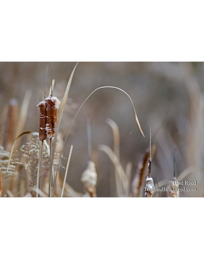 Michigan Wetlands
