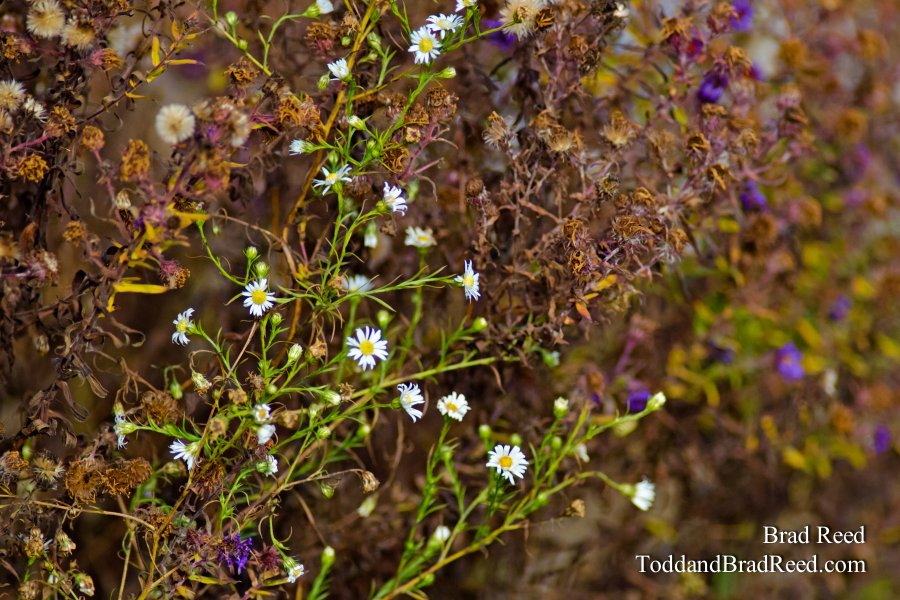 December Flowers