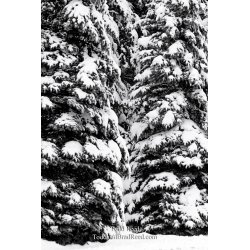 Winter Symmetree