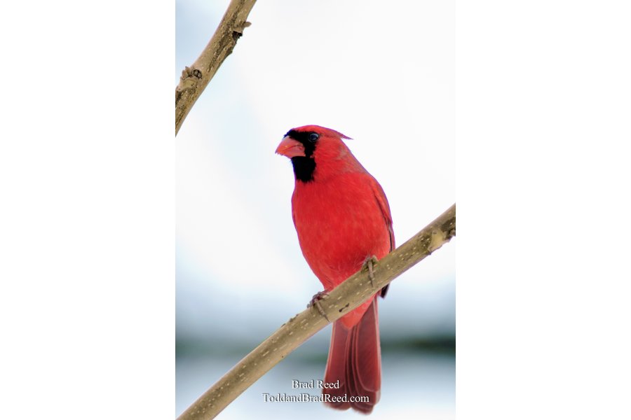 Christmas Cardinal