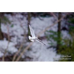 On Seagull\'s Wings