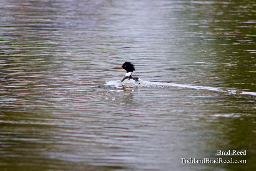 Merganser on the Move