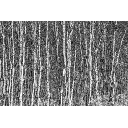 White Woods - black and white