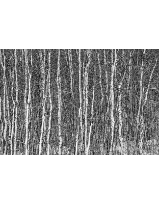 White Woods - black and white