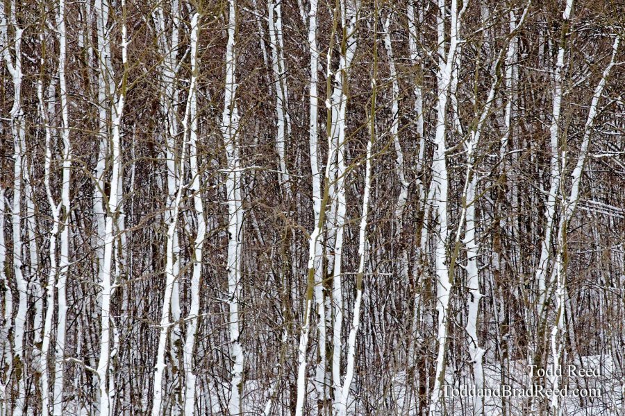 White Woods 