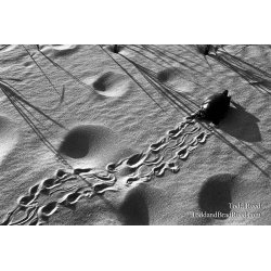 Turtle Tracks - Black and White