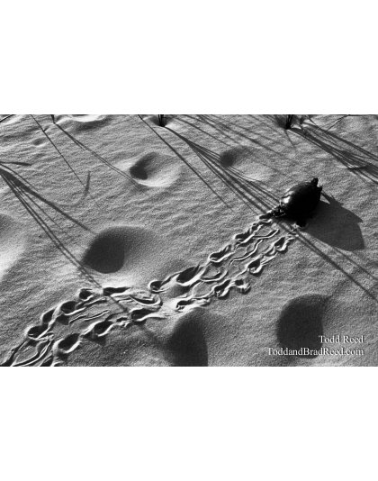 Turtle Tracks - Black and White
