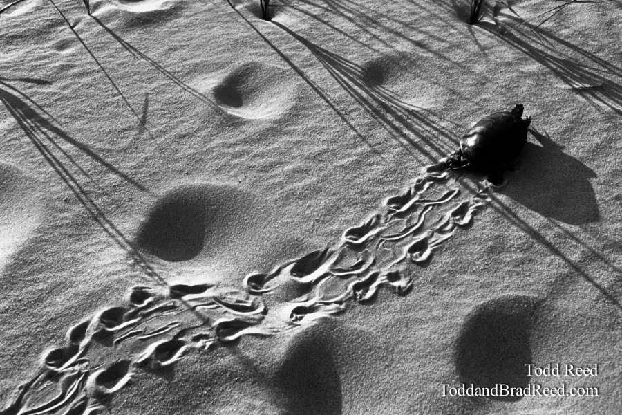 Turtle Tracks - Black and White