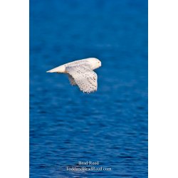 Snowy Owl (0037)