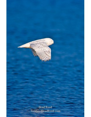 Snowy Owl (0037)